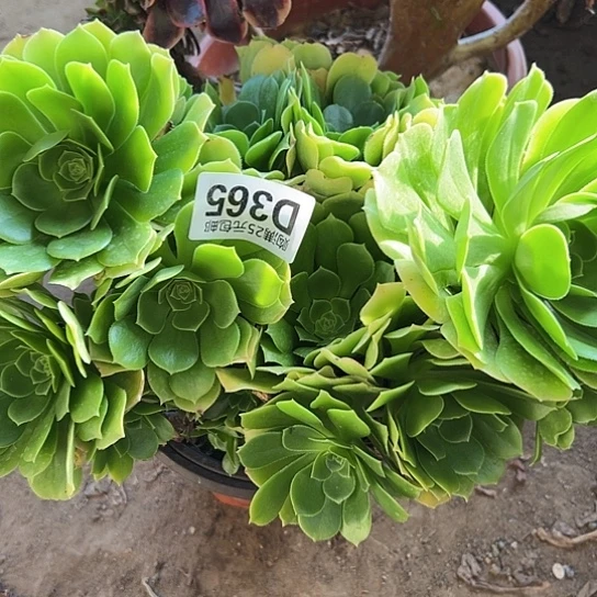 星*多肉植物一个