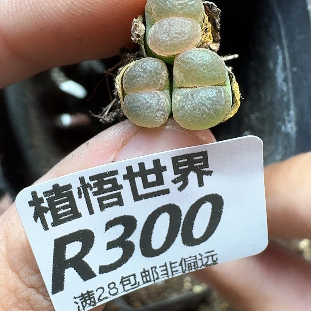 多肉植物的人生历程gv