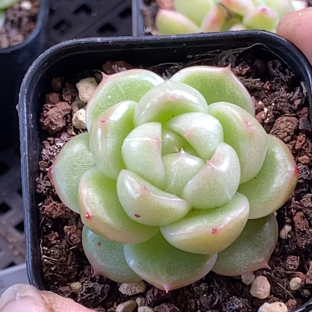 天官赐福百无禁忌