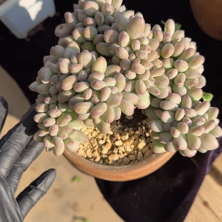 15厘米左右一物一拍的一物一拍的