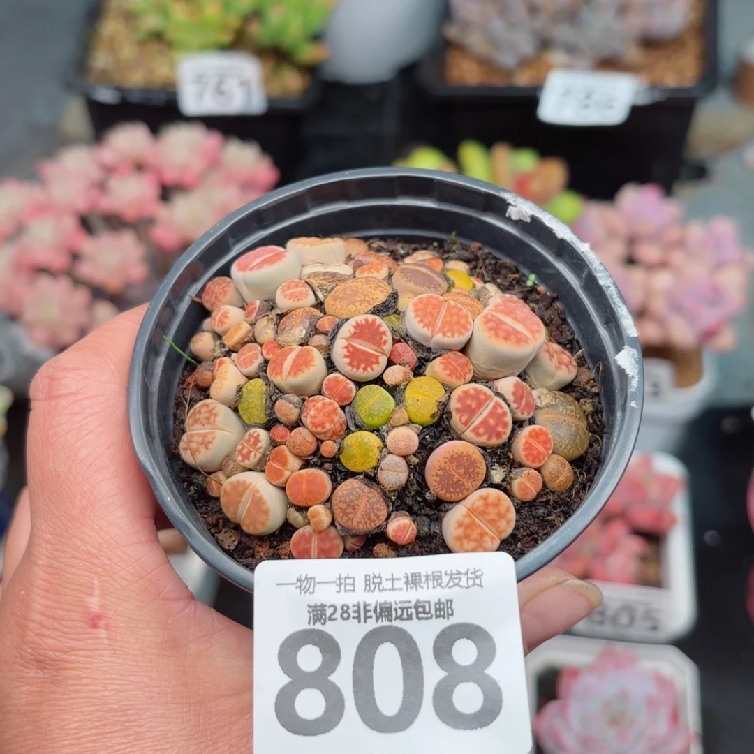 生石花带土球发货
