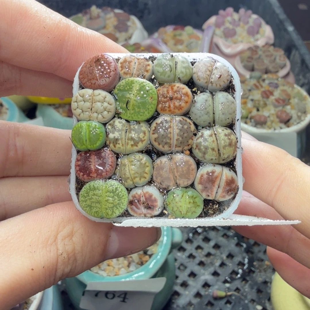 多肉葡萄的季节性好770