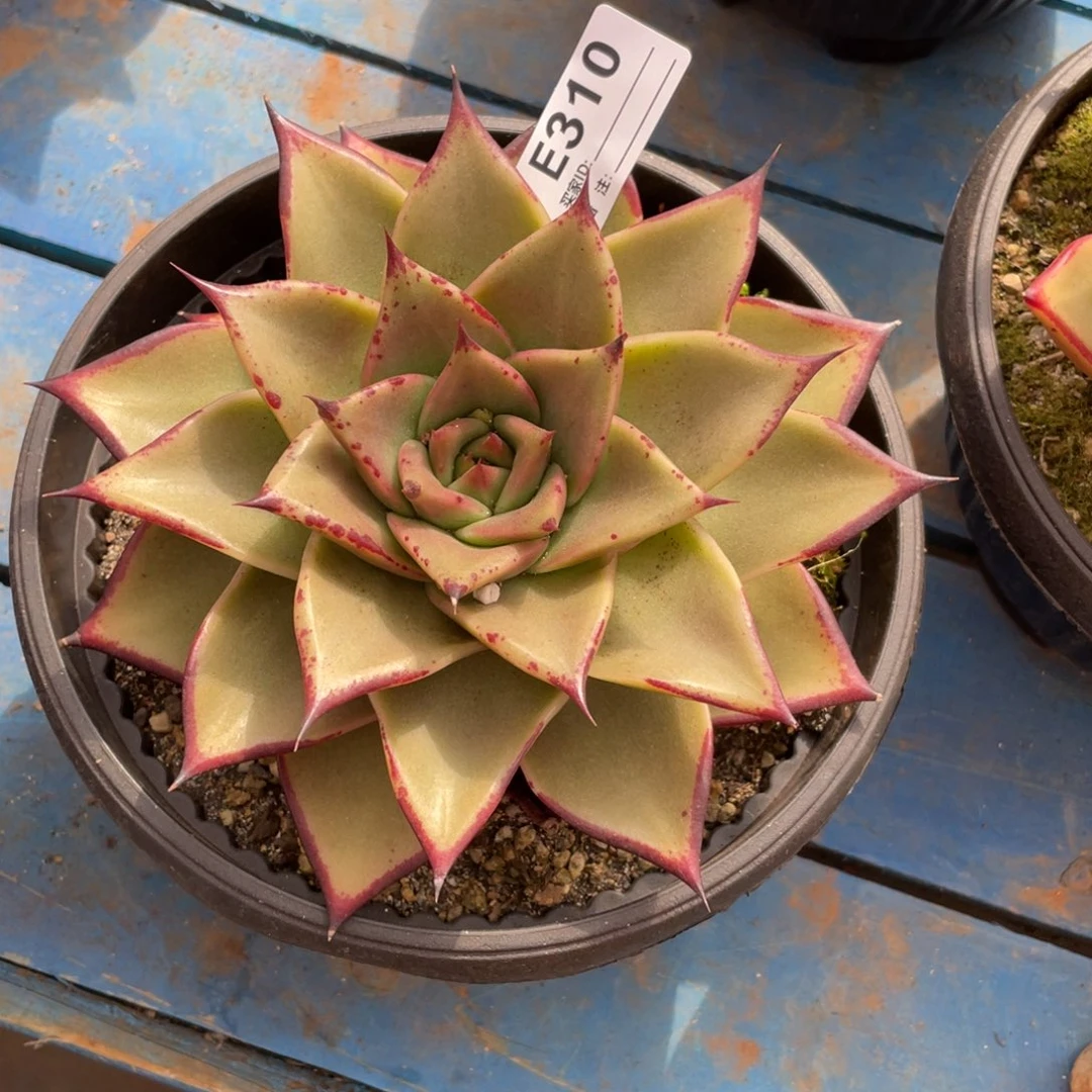 无花朵若如东云单拍E310