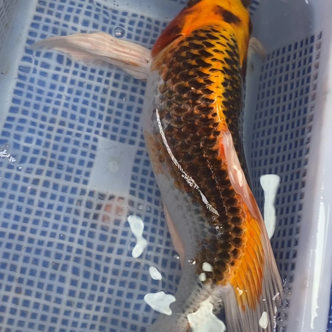锦鲤冷水锦鲤包邮