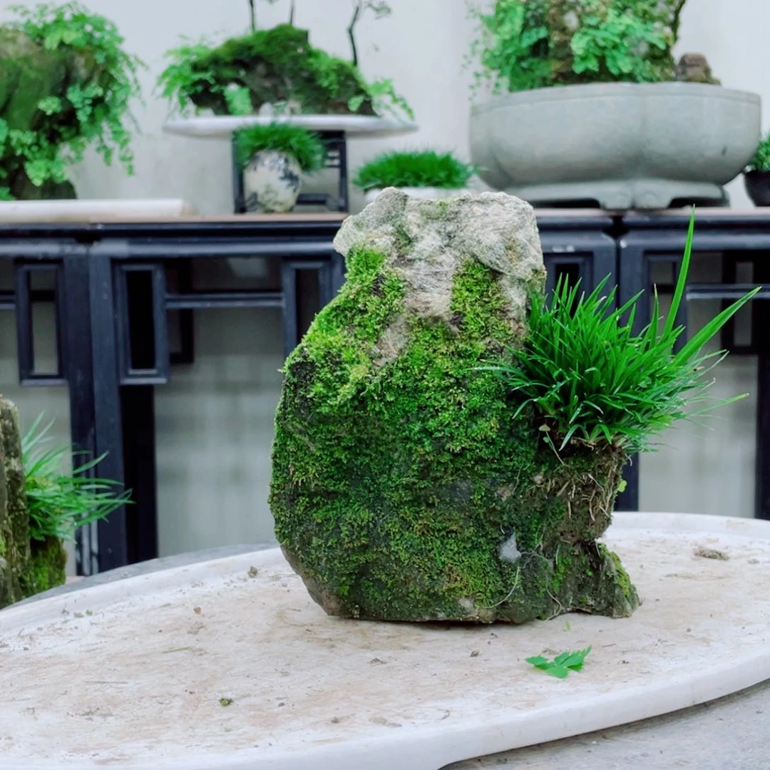 无铅玻璃安**心铁线蕨的一