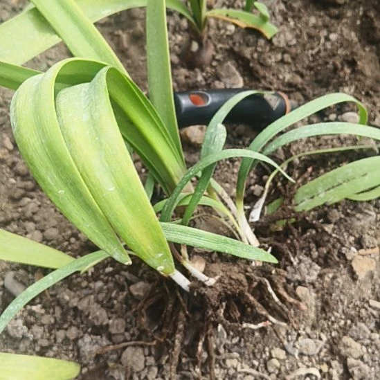 酒***敏完全开放紫艳坨坨