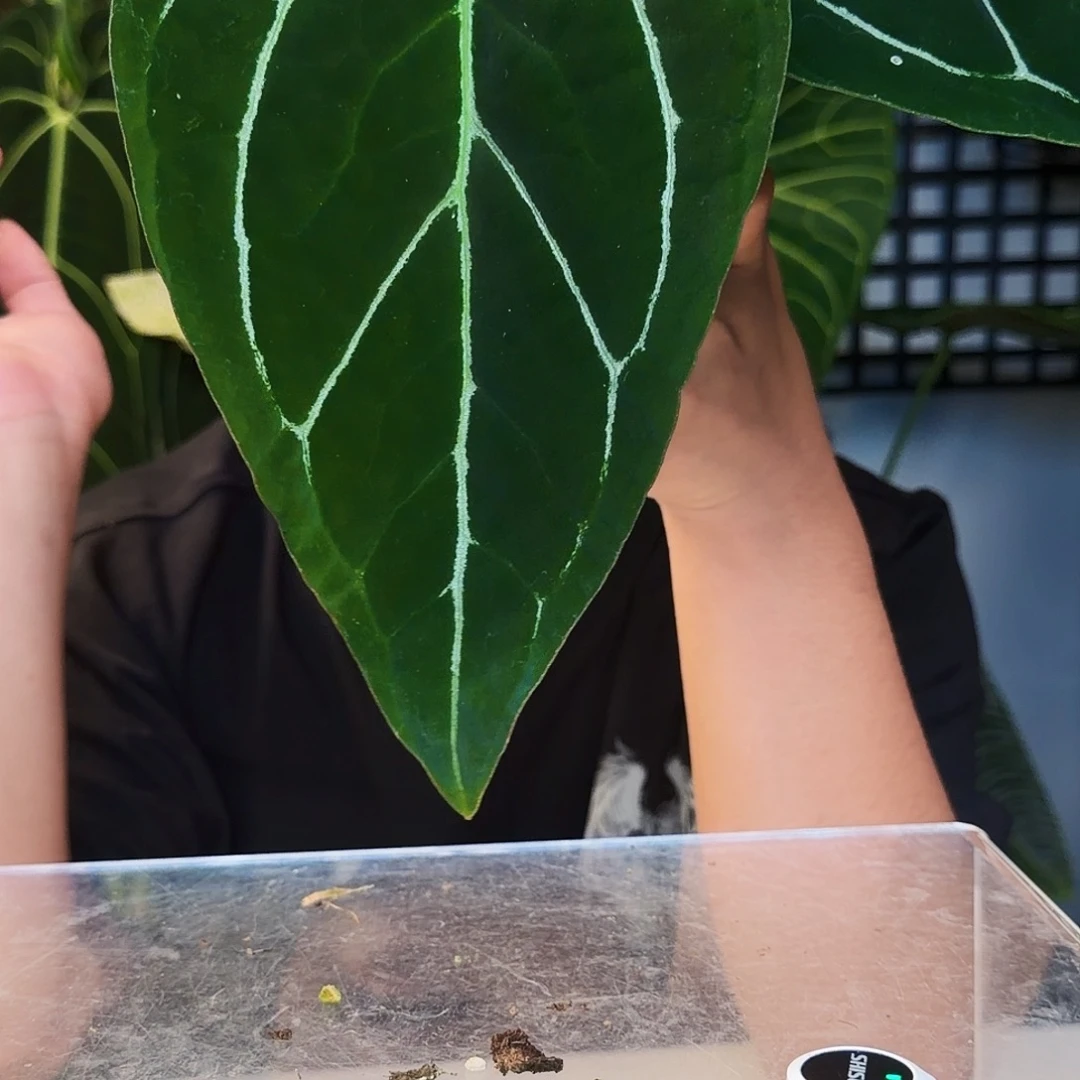 不开花植物D137黑水晶杂卡拉