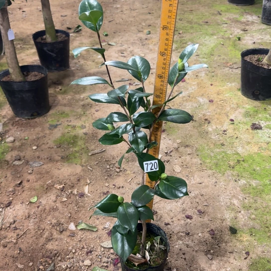 少量花朵（建议范围：2朵-5朵 或40%以下）720斑沙金