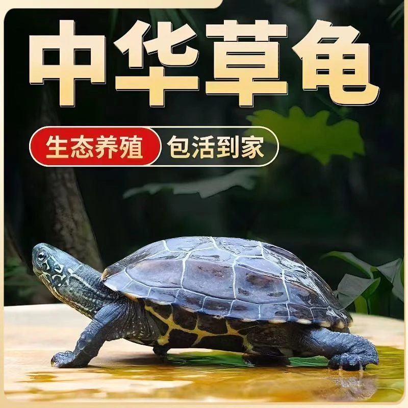 苏北金线草龟-直播下单私拍不发-纯外塘冷水中华草龟大母乌龟墨龟
