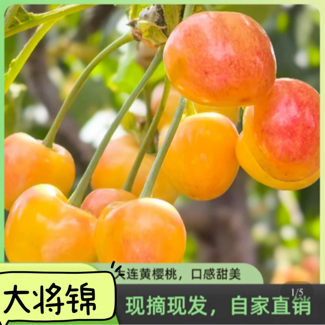 自家果园直发大连樱桃红绣球大将锦黄果脆甜多汁新鲜顺丰包邮