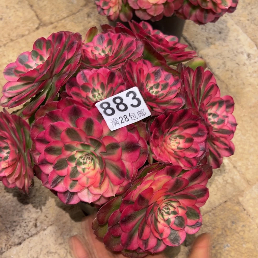 大*脸多肉植物883多肉植物