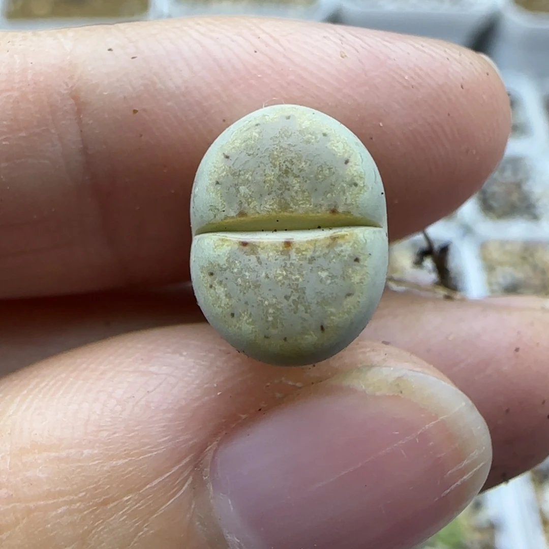 539二蜕金边霜感白金218饼干福利