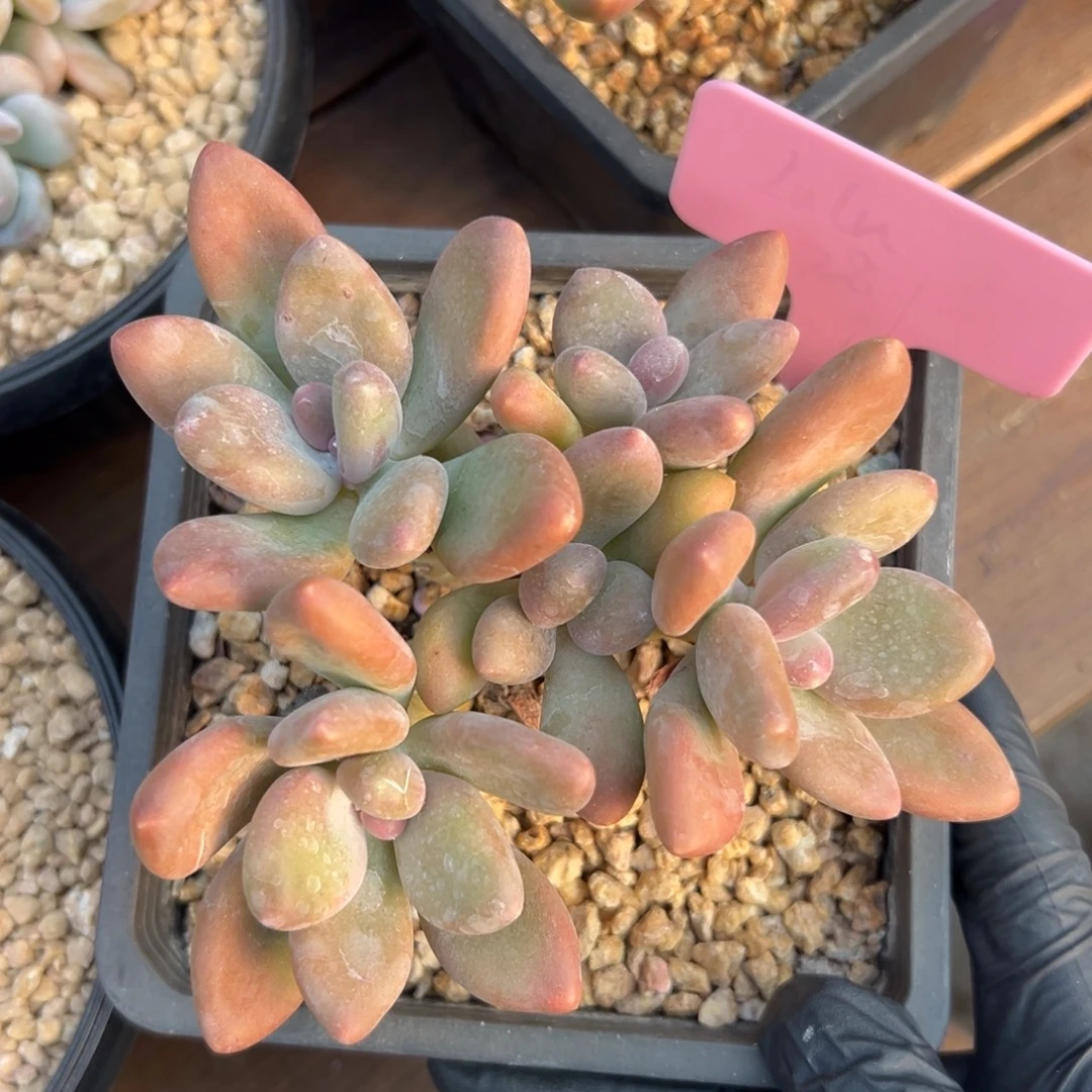 芒果奶11111111111111