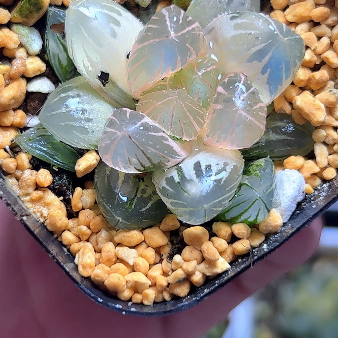Om锦糊斑完美哈哈