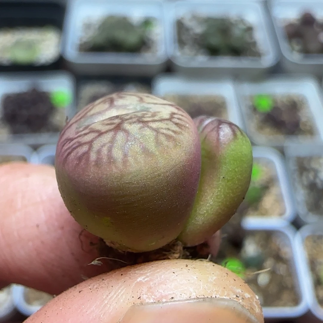 杂交漂亮多肉植物77