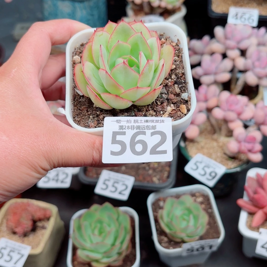 牡丹亭多肉多肉多