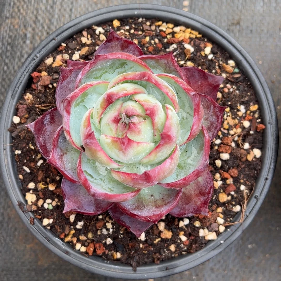 惊鸿仙子 夏鸣园艺