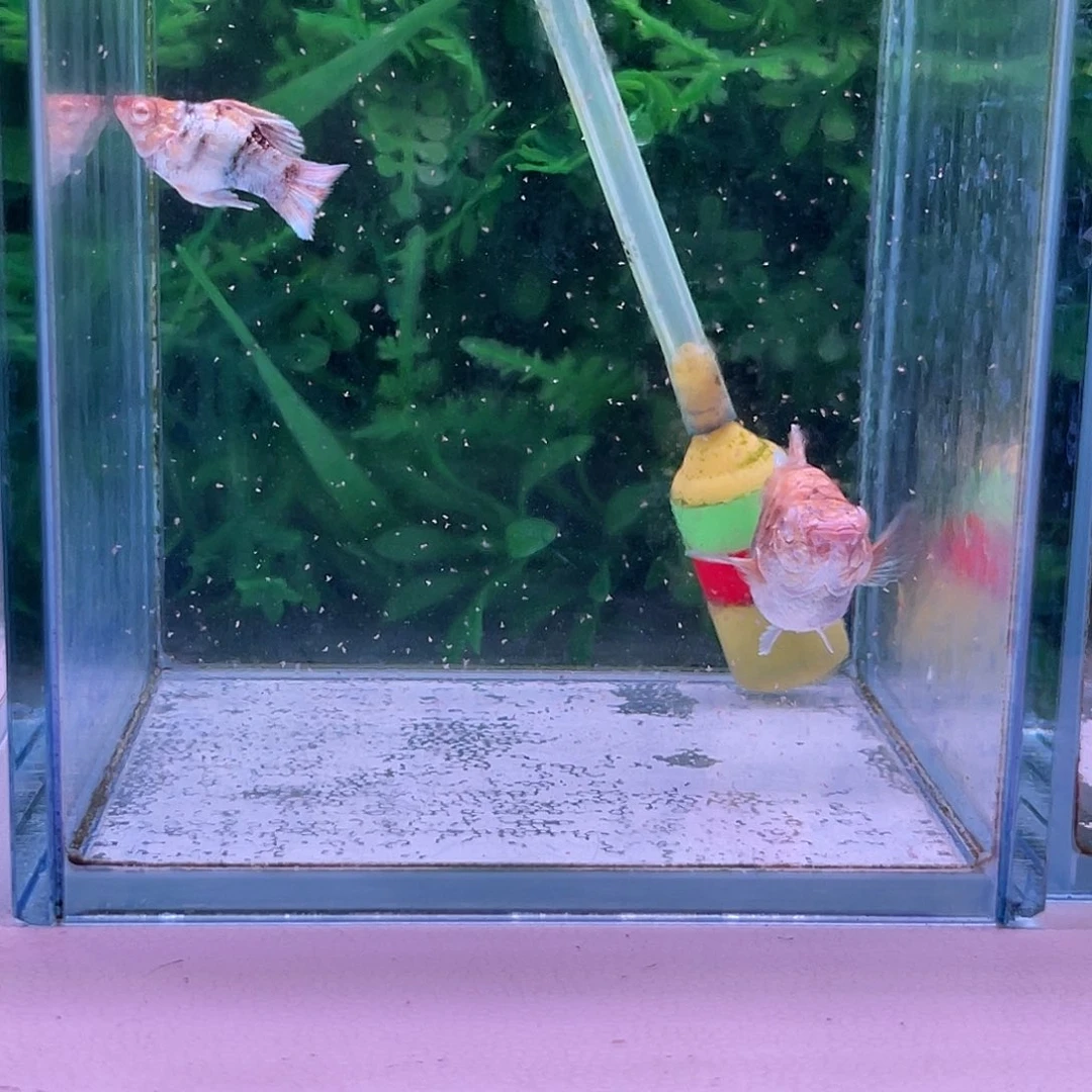 孔雀鱼196号玛丽1对