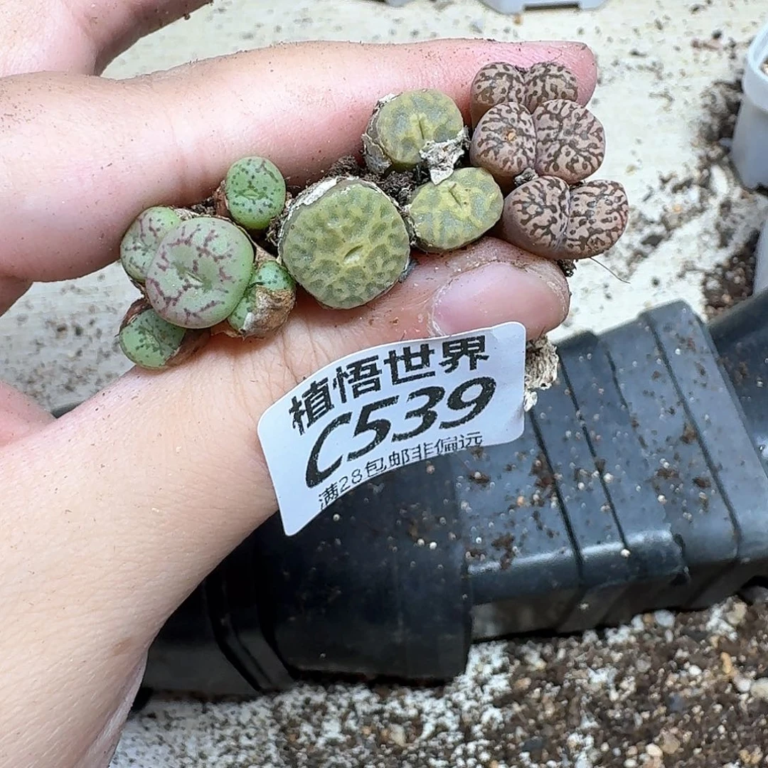 多肉植物的润泽付出