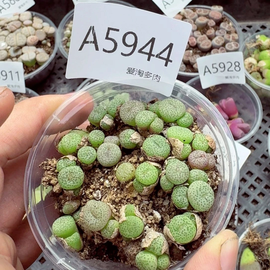 5944—生石花 生石花