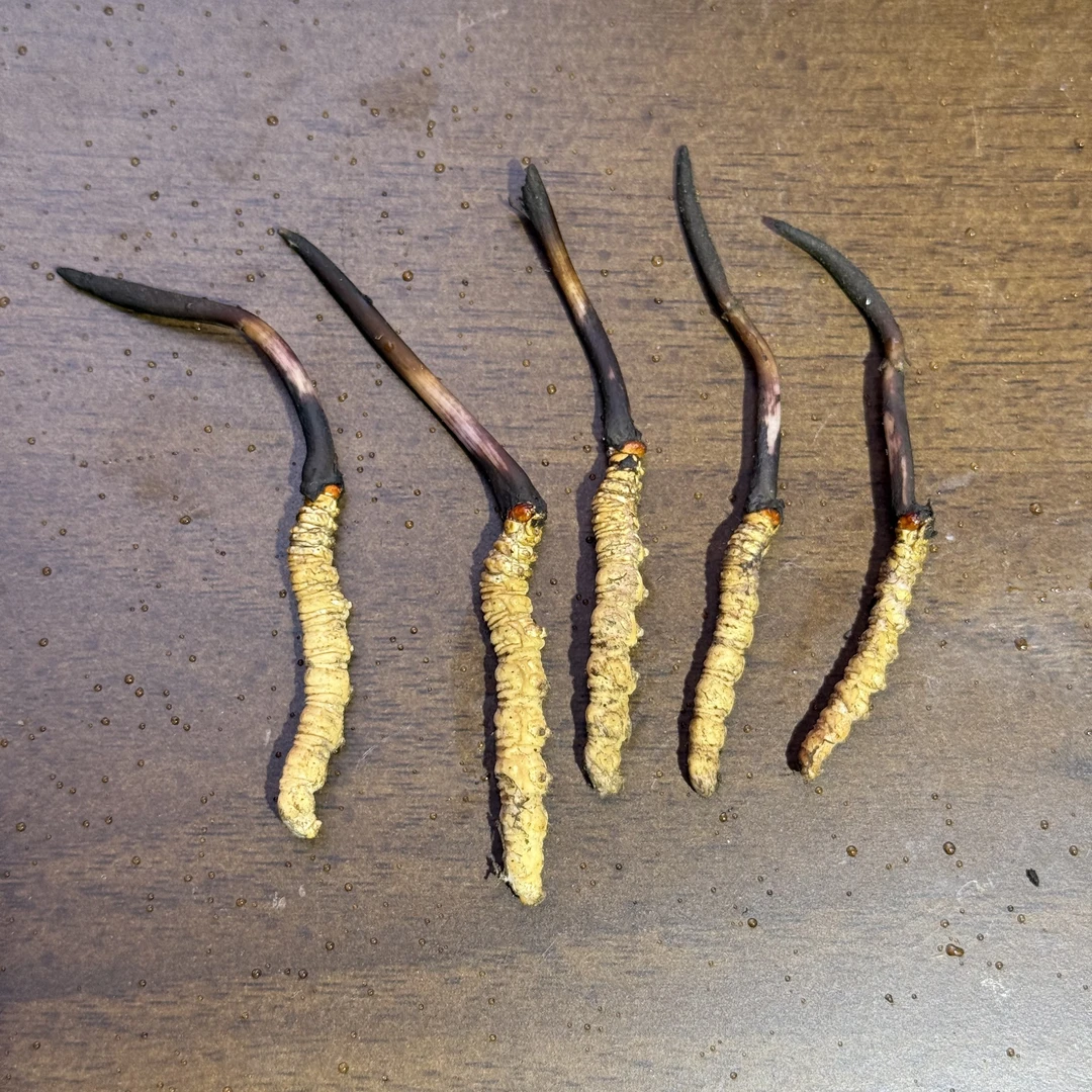 【中国邮政】0.5克-0.7克/根100根 2025新鲜冬虫夏草滋补食用