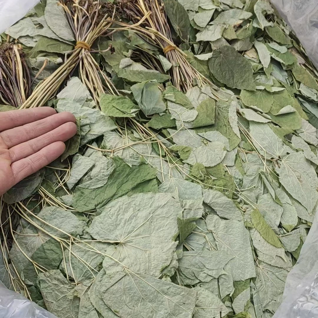 小山村深山采摘长白山洋货叶草整株发货