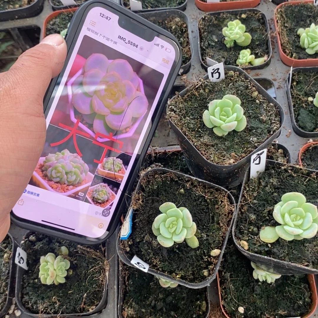 上盆甜心109大柠苗一个