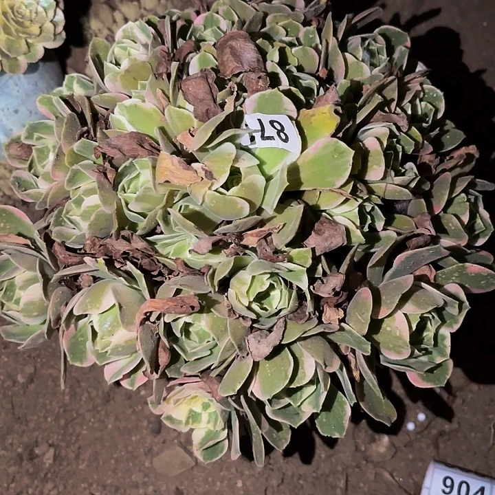 873男神多肉植物不售后