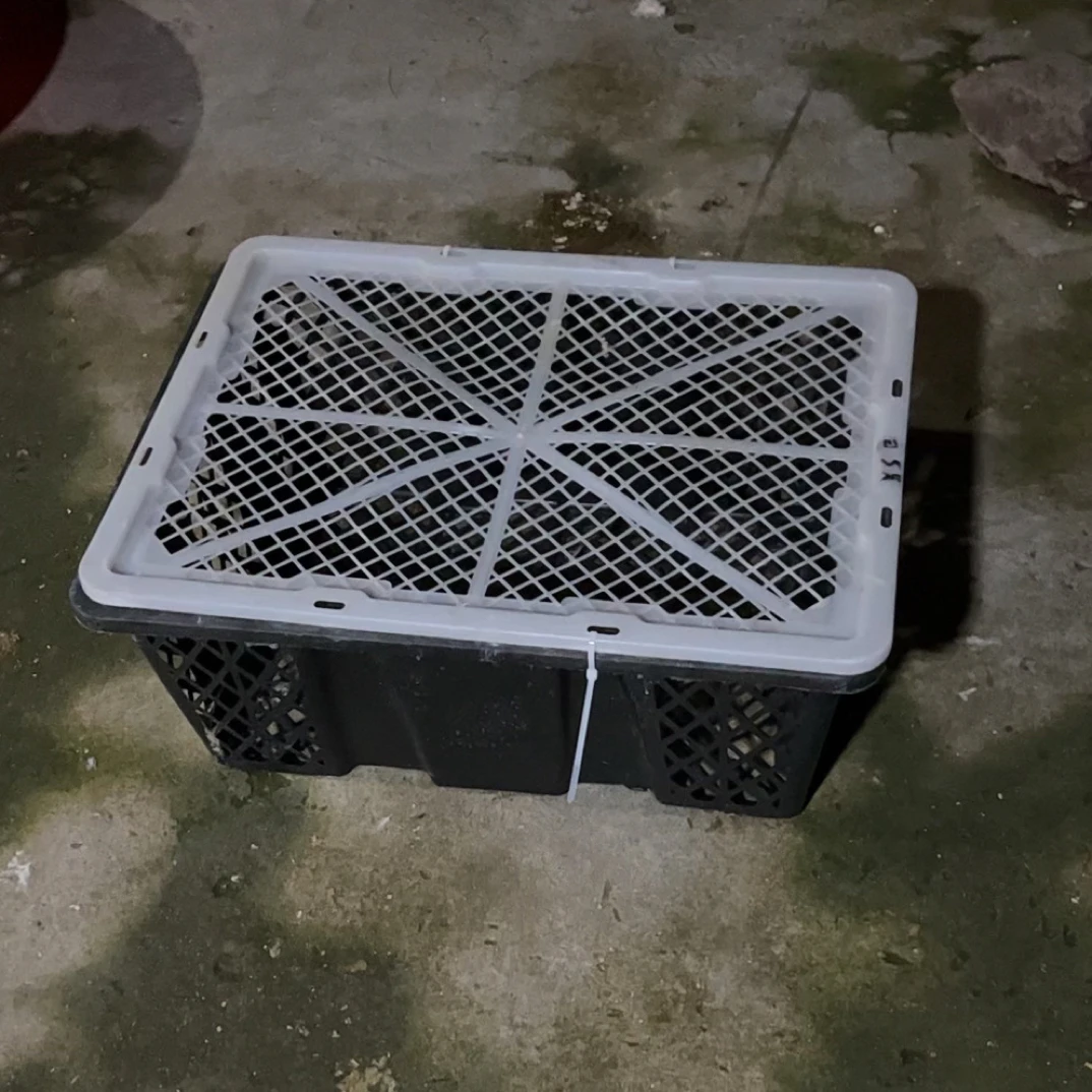 1 只 蓝   运输筐 五个月左右  太远地区不发