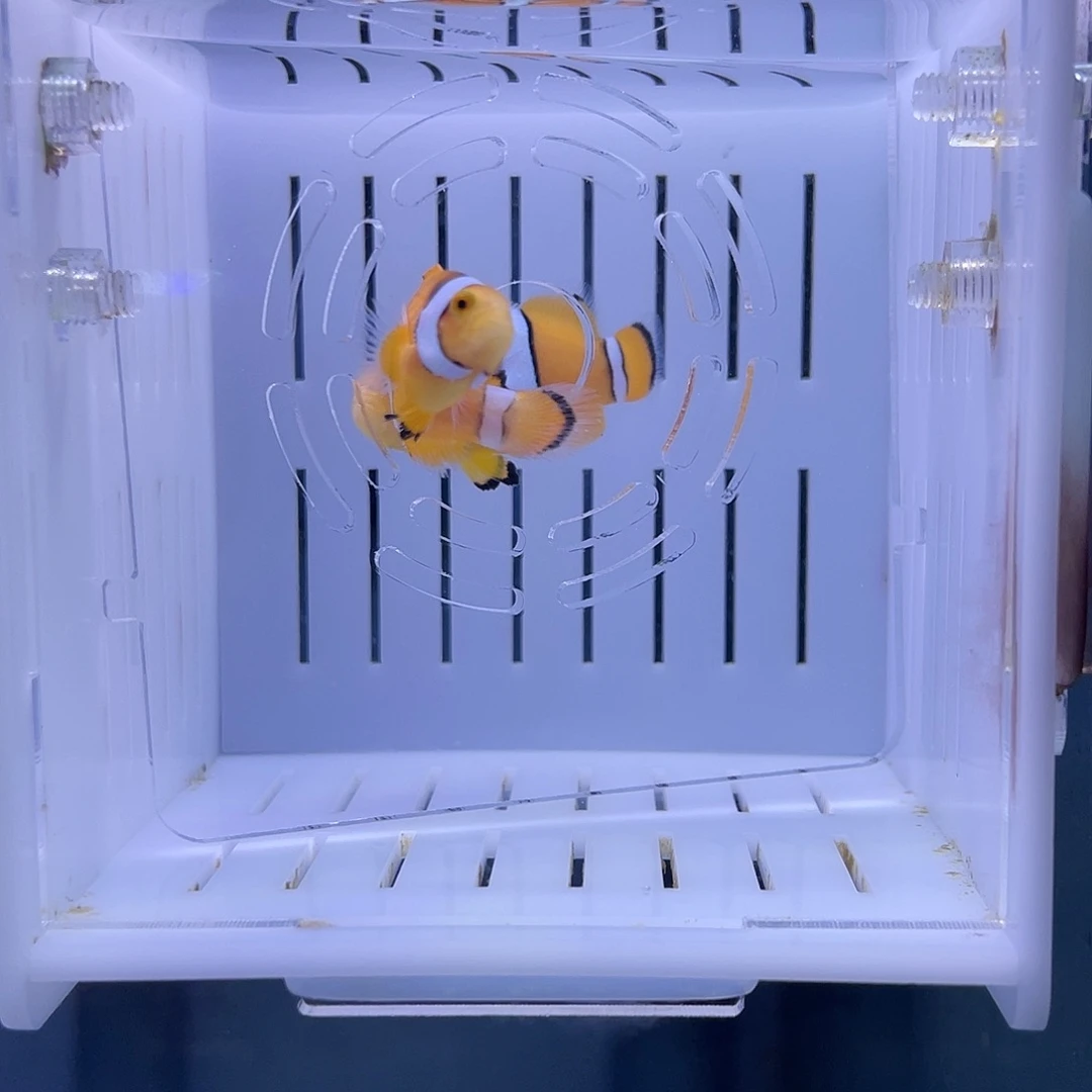 海水鱼黑背心一对