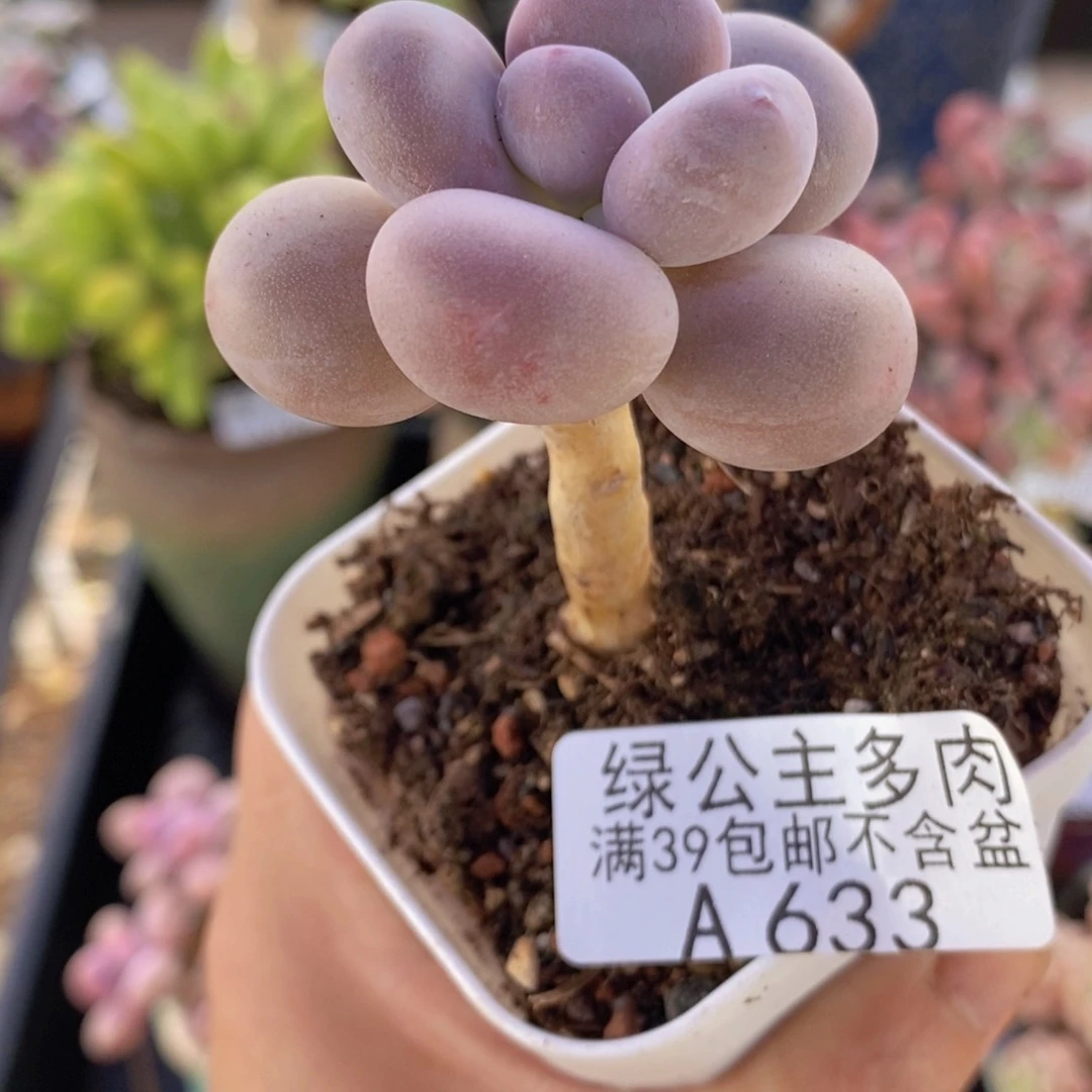 蛋黄奶单头633多肉植物