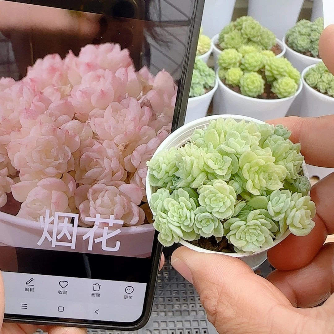 【闪购商品】0928-9烟花