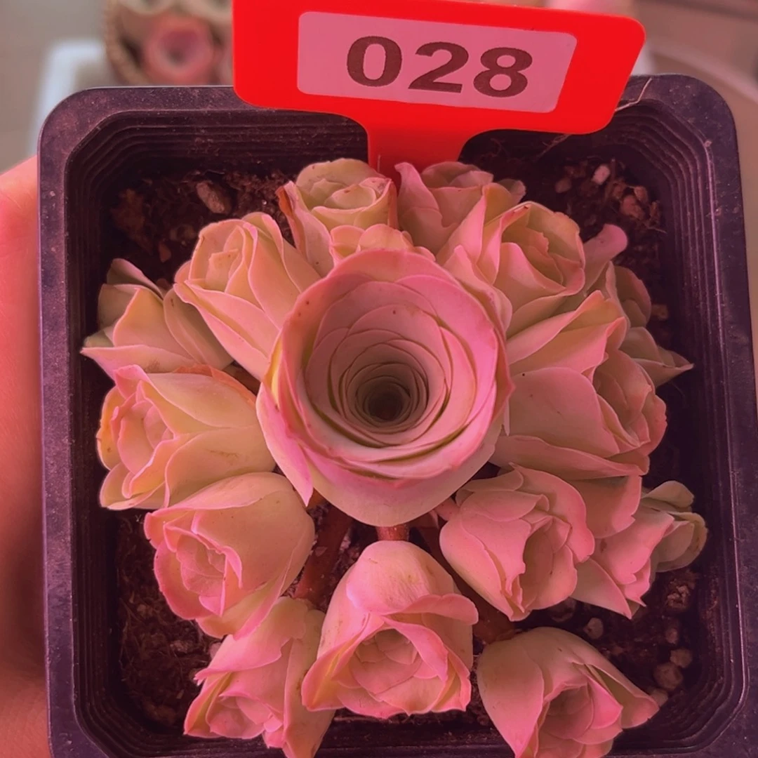 12方盆清秋玫瑰完美群028