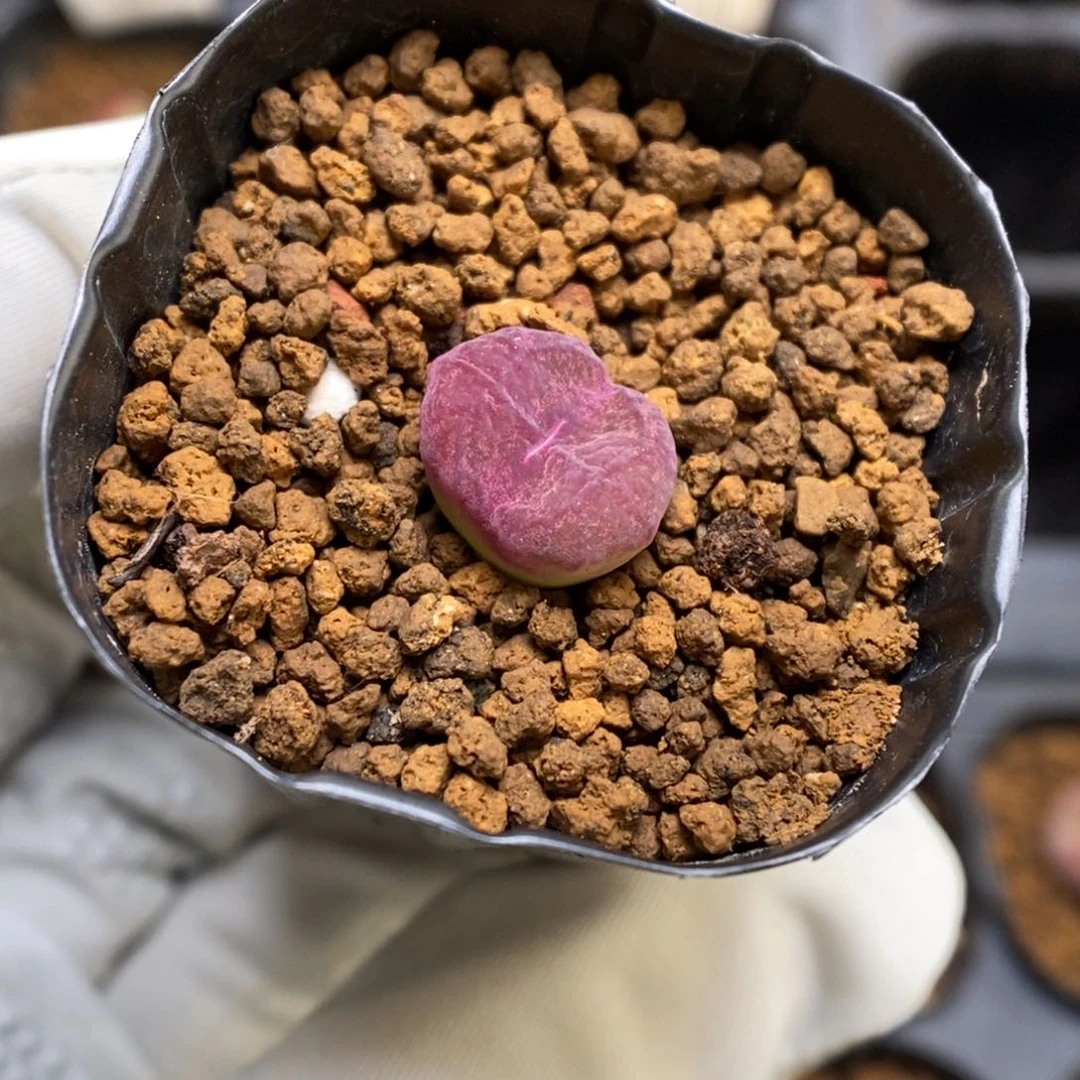 多肉植物肉锥杂交K-3700