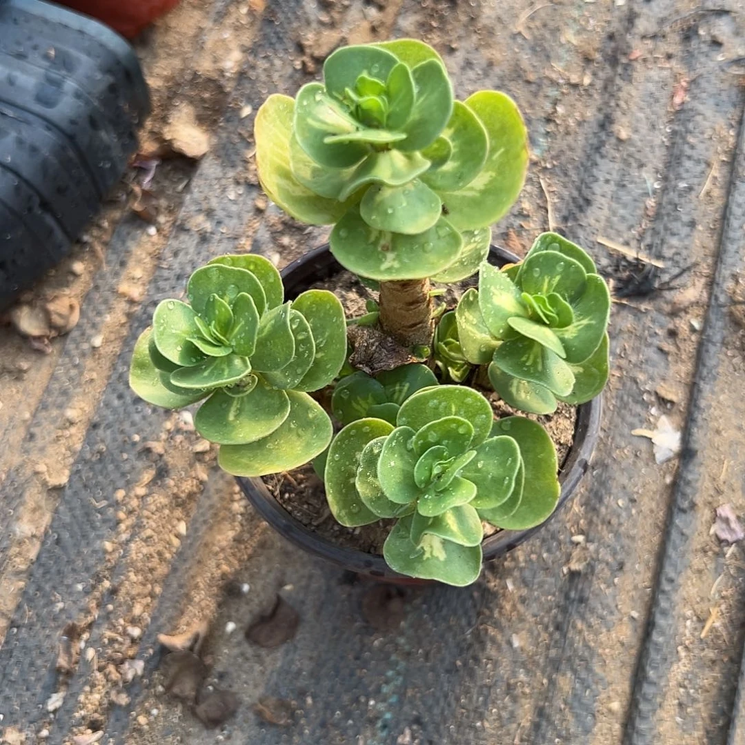 多肉植物多肉植物