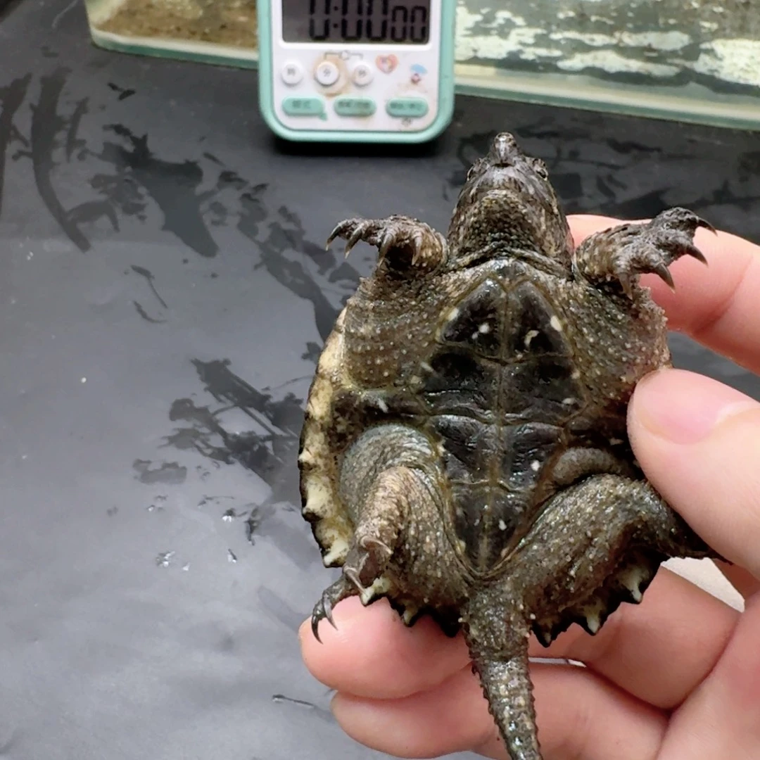 宠物龟不分公母111