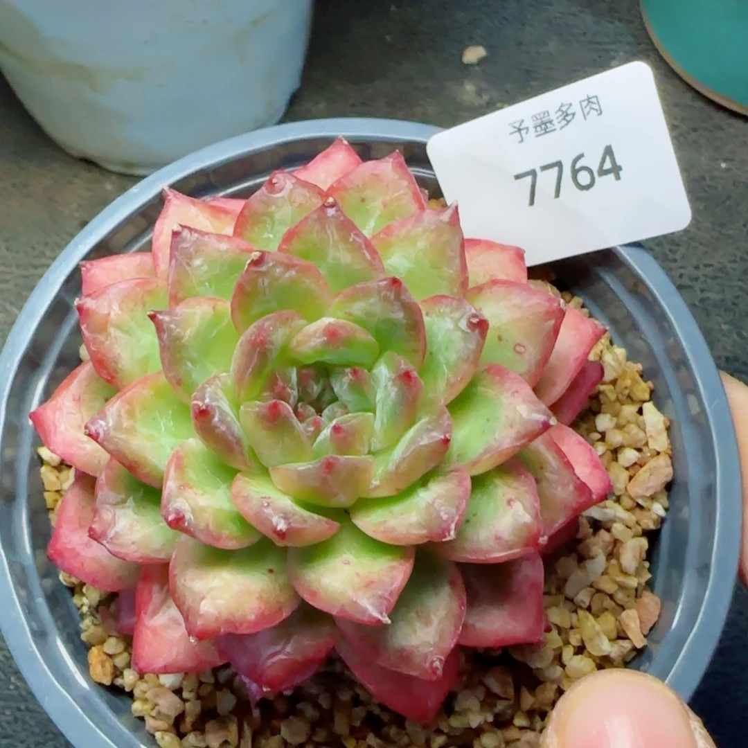 绿光，7764多肉植物