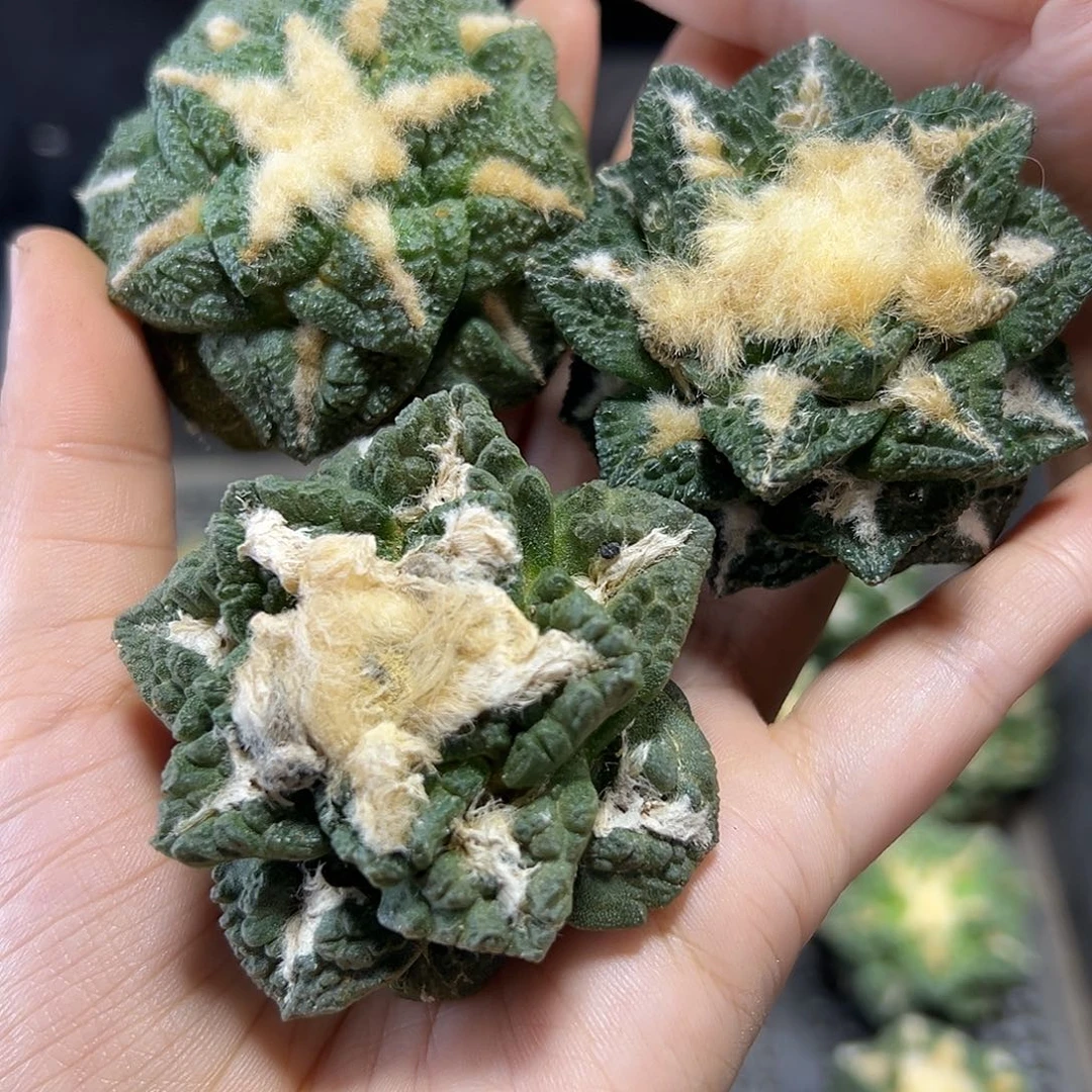 苗接龟甲牡丹无根5公分1颗