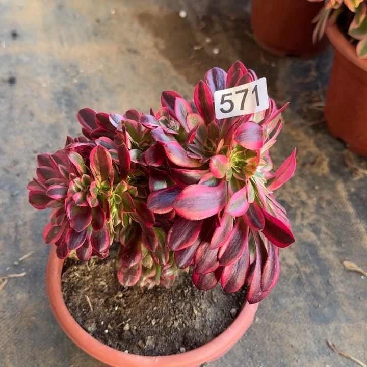 美杜莎缀化571法师锦