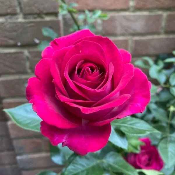 美人丽芙 月季盆栽精致爆花花期长室内阳台庭院 云南鲜花绿植