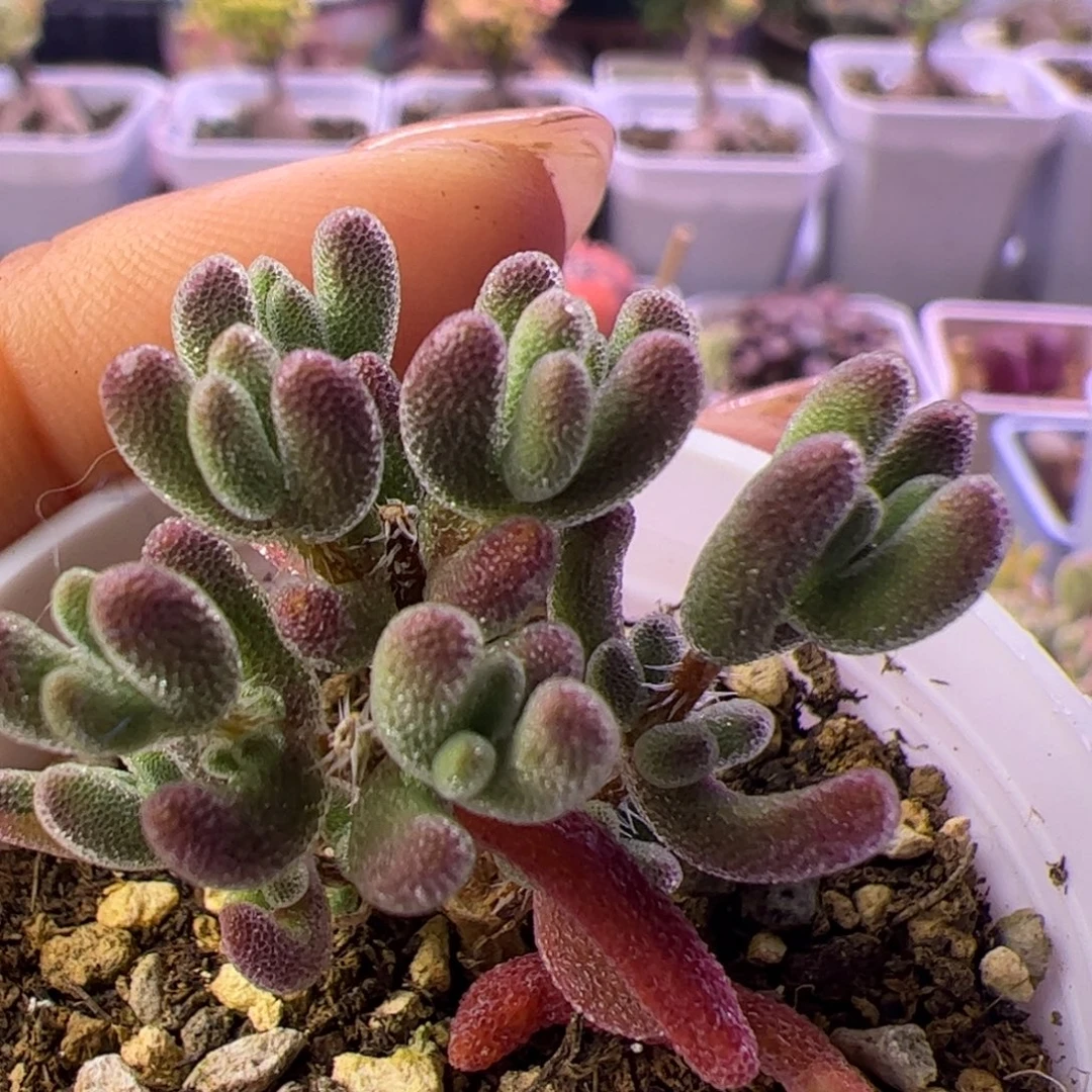 多肉植物枝干钻石