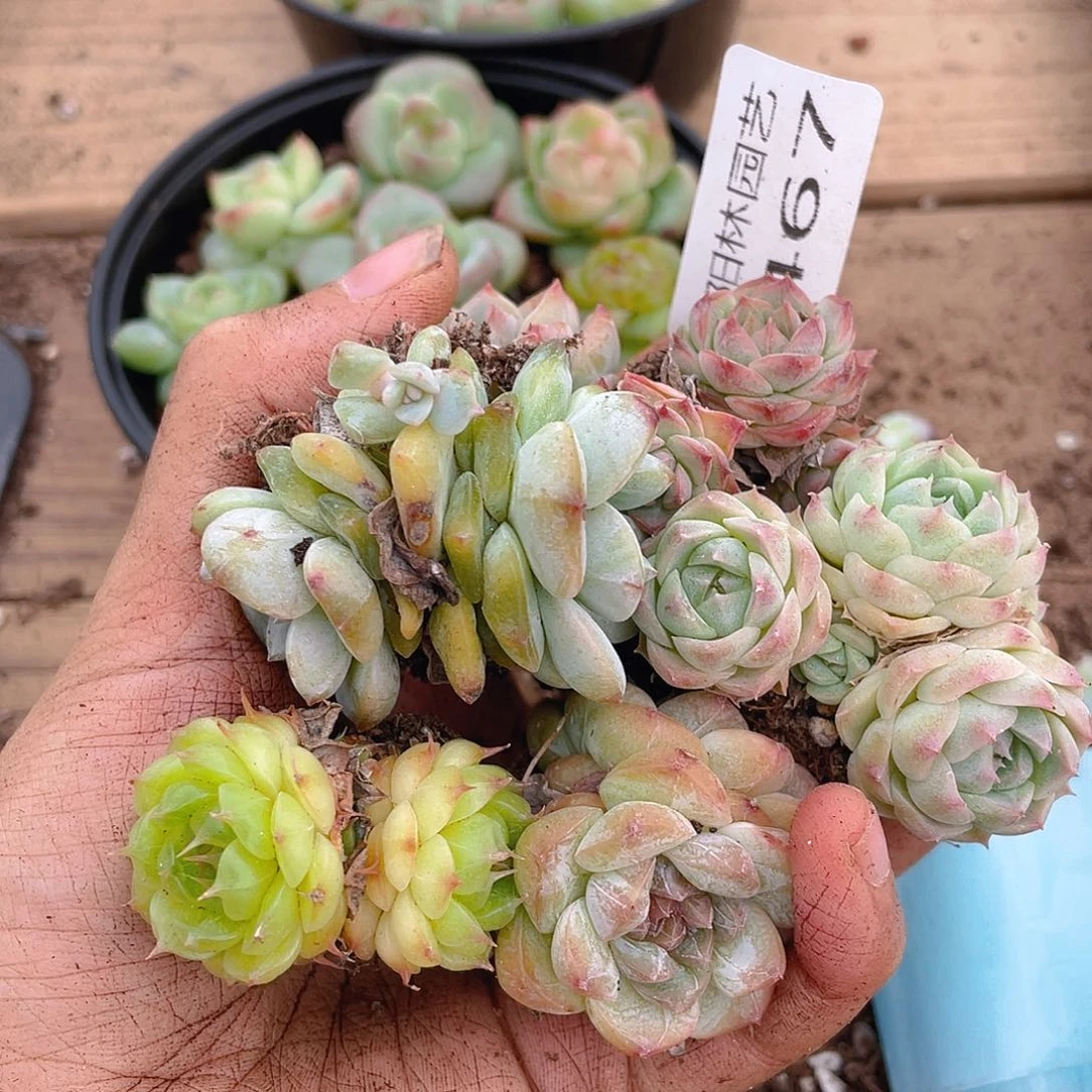 多肉植物多肉植物467