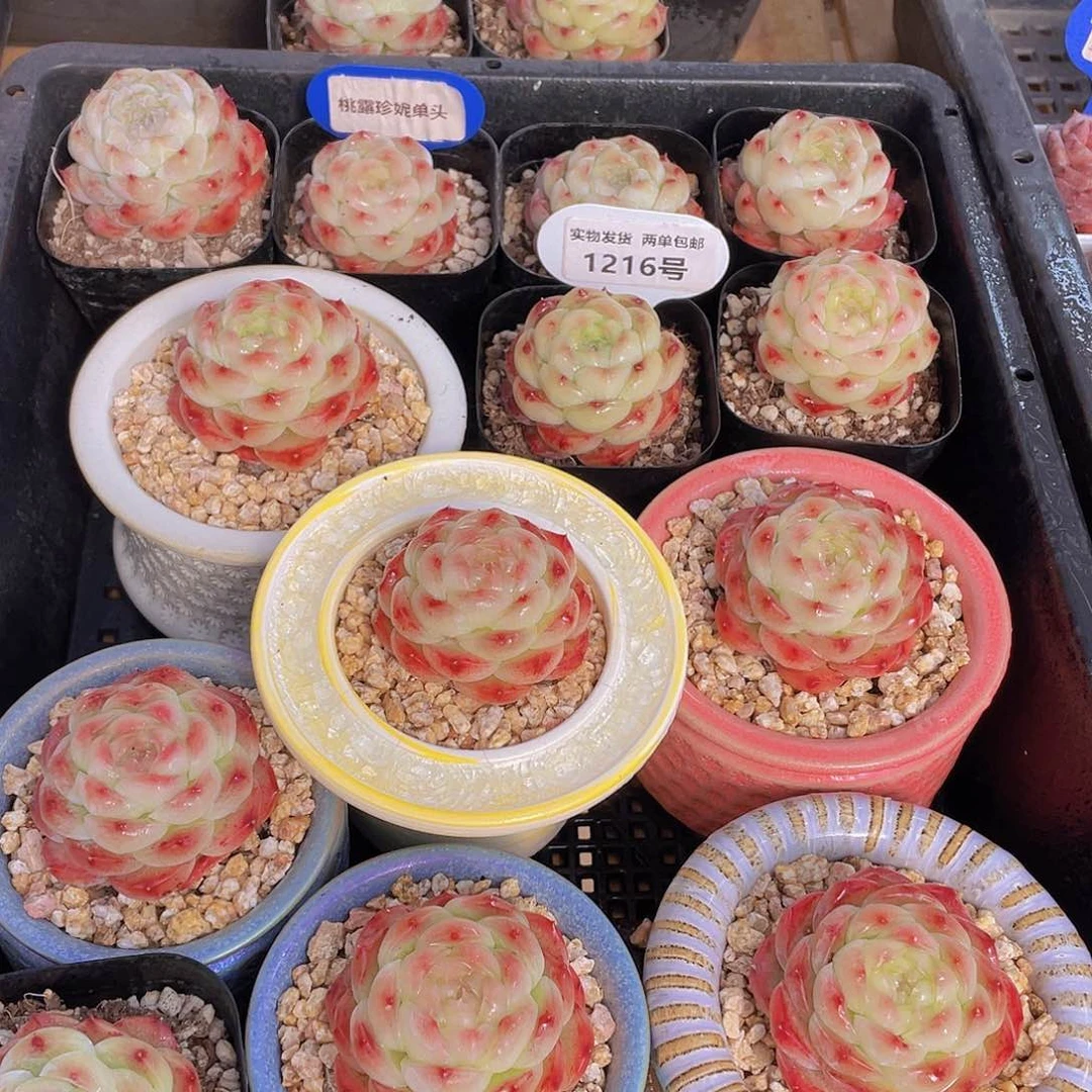 1216号 桃露珍妮单头一个