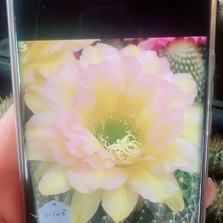 毛花柱3-108侧芽拍一发二