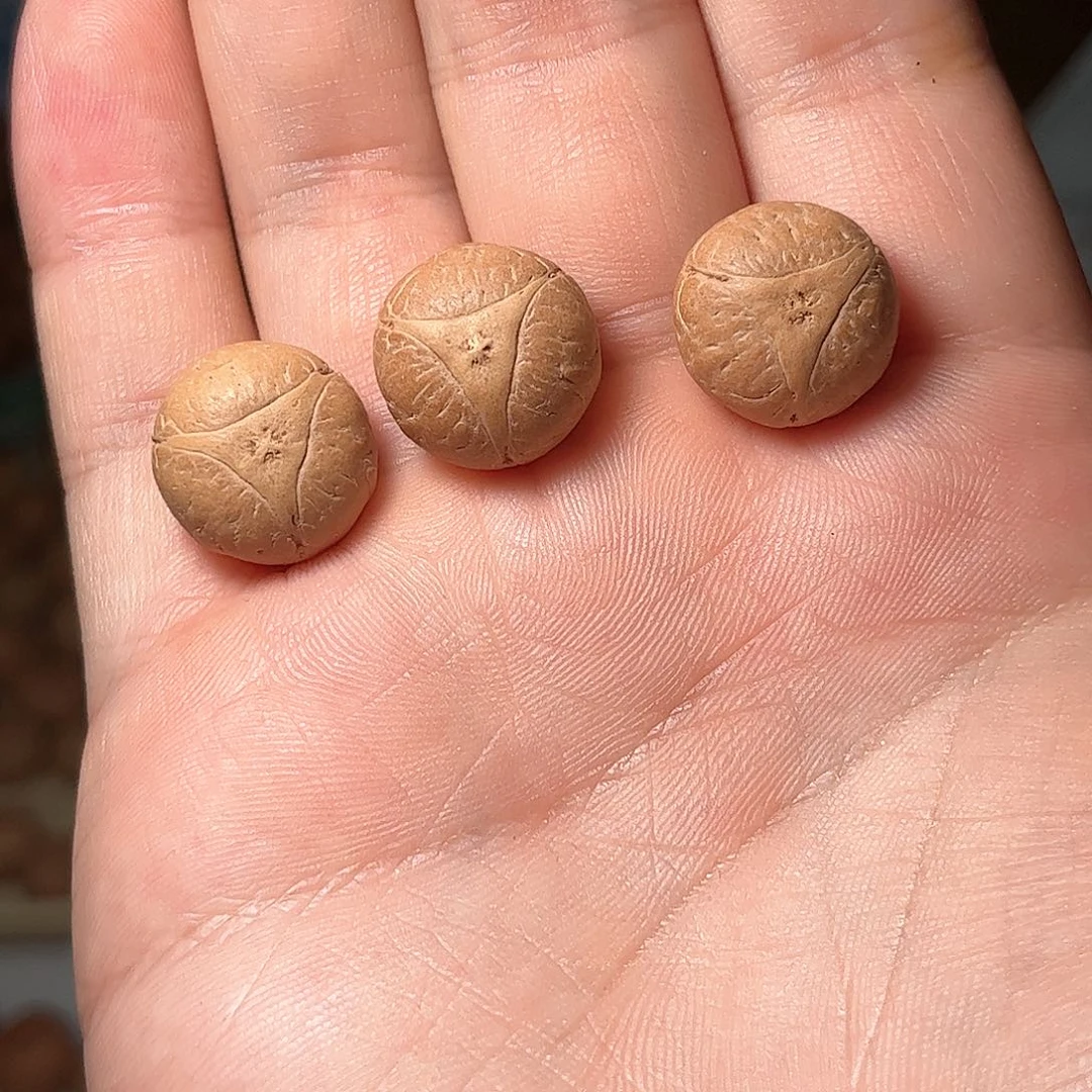 桃核吊坠16mm龙眼，开孔不退，偏远不包