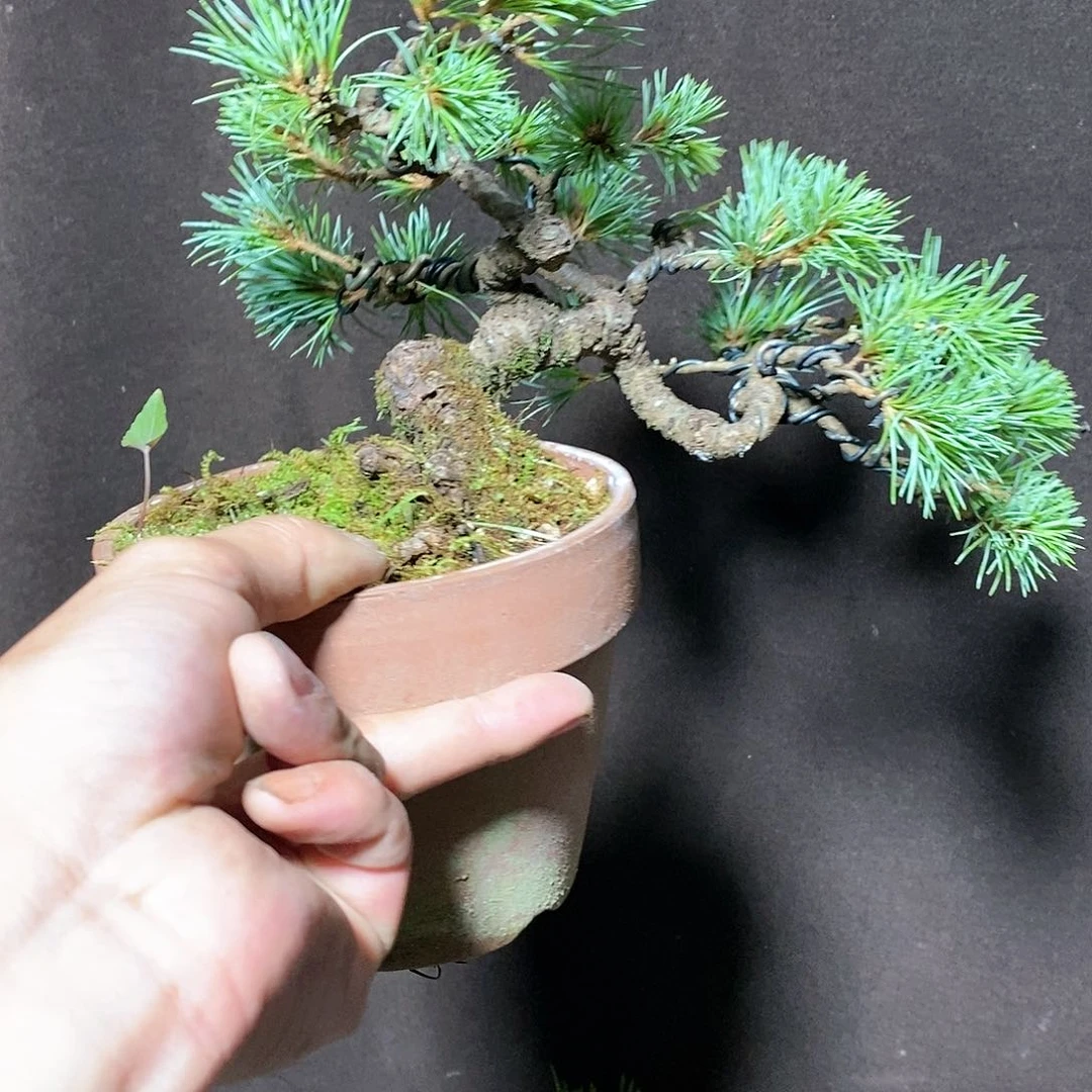 【闪购商品】无花朵鱼***鱼