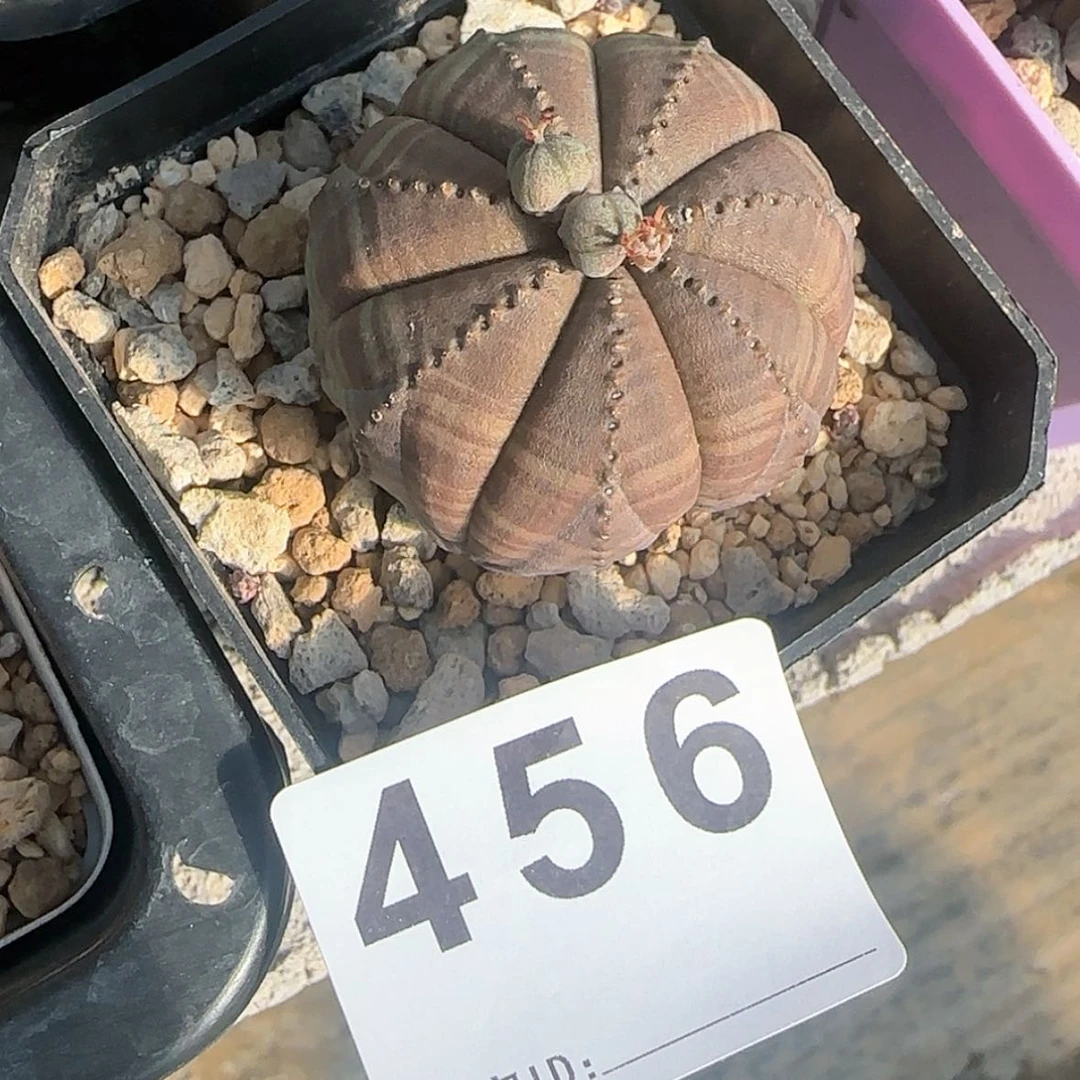 【闪购商品】K***n块根植物布纹球