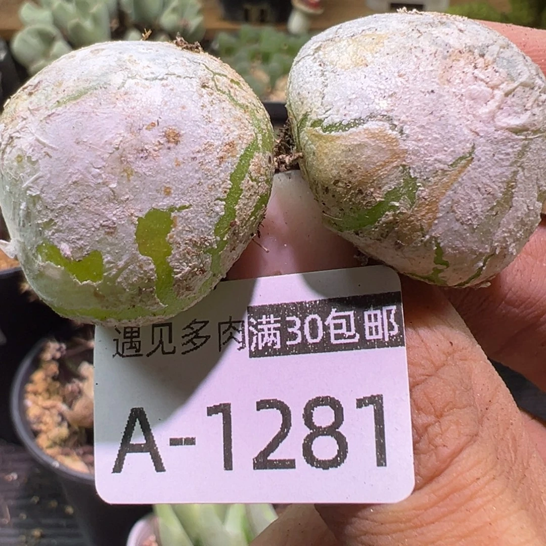 多肉植物1111111111111