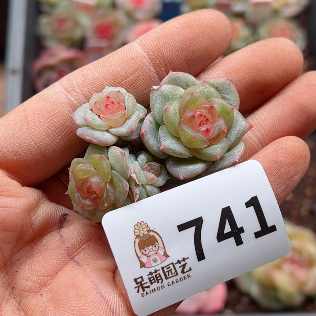 丁*霞多肉植物多肉植物