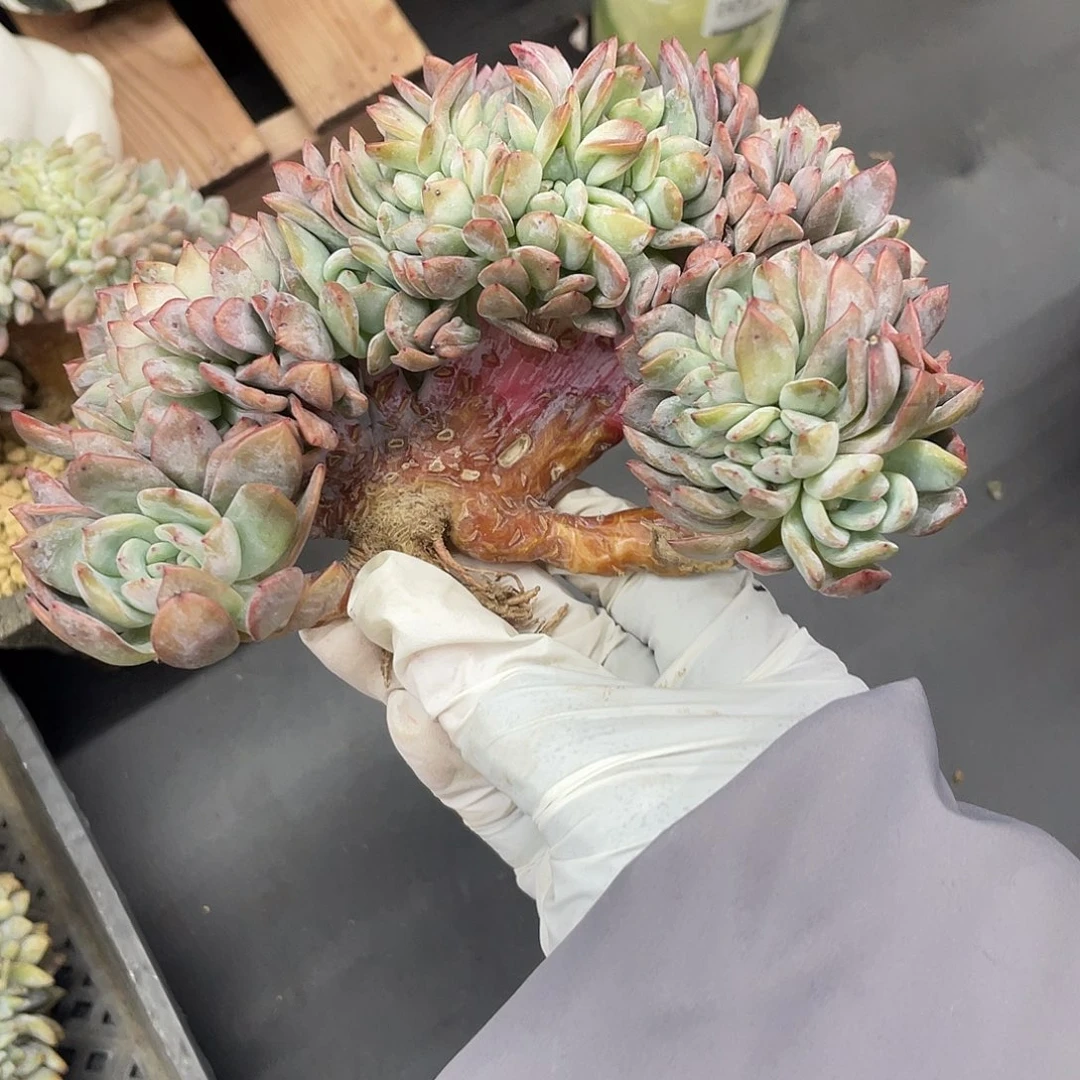 瑕疵/全明星缀化，瑕疵点不做不作为售后范围